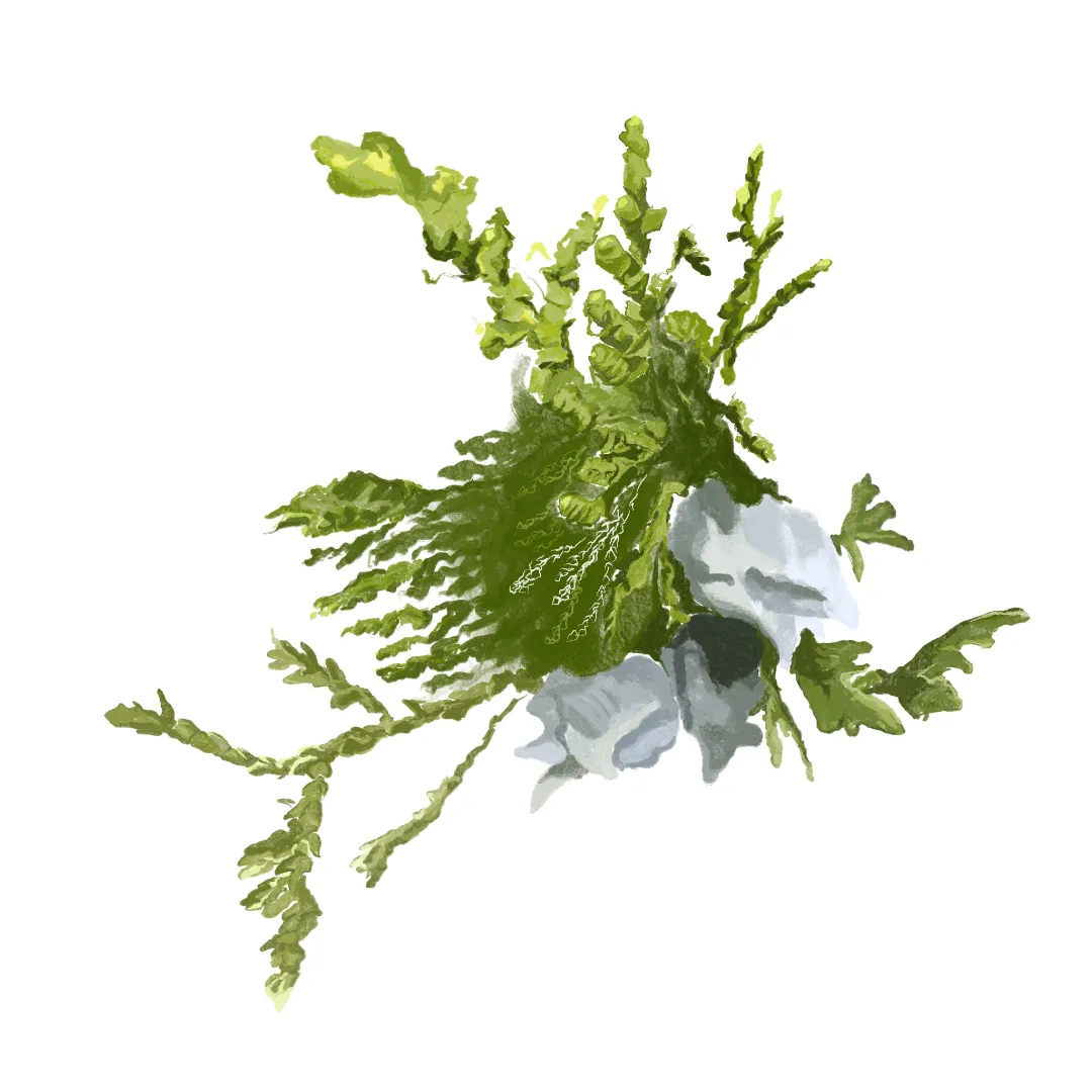 第二章 植物之美：诗歌与绘画 则具有不同的趣味。（图 3）