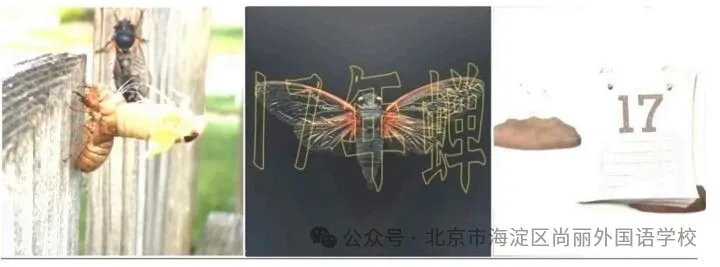 大自然的质数