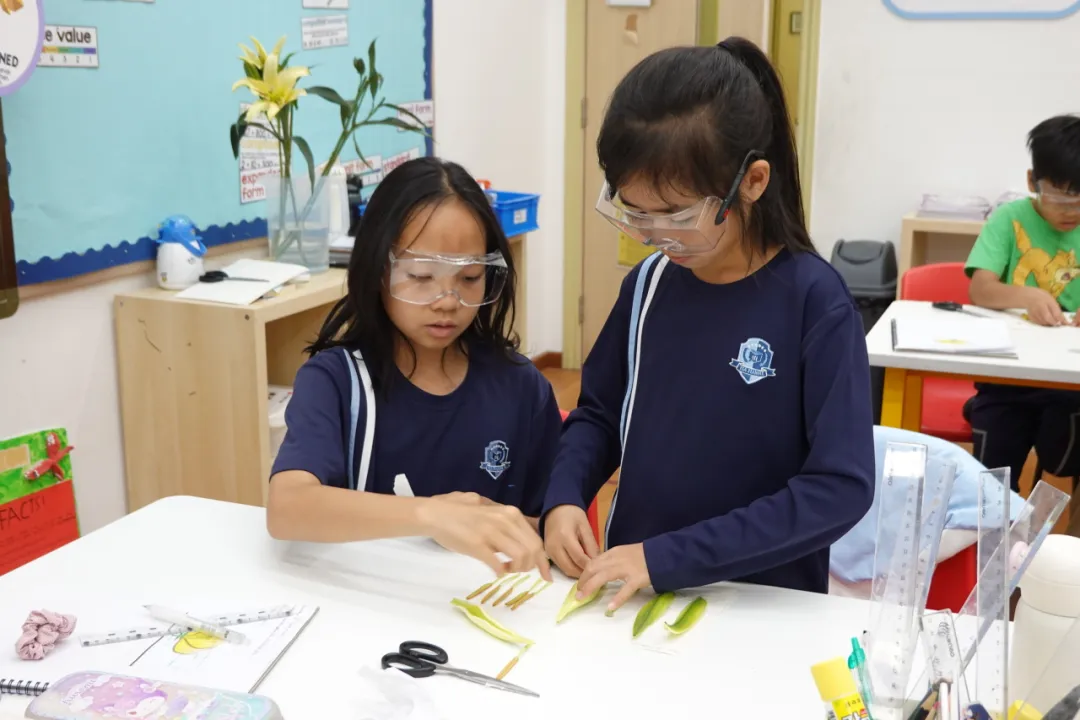 2026 年植树节期间,爱莎天河学校对校园花园进行升级改造