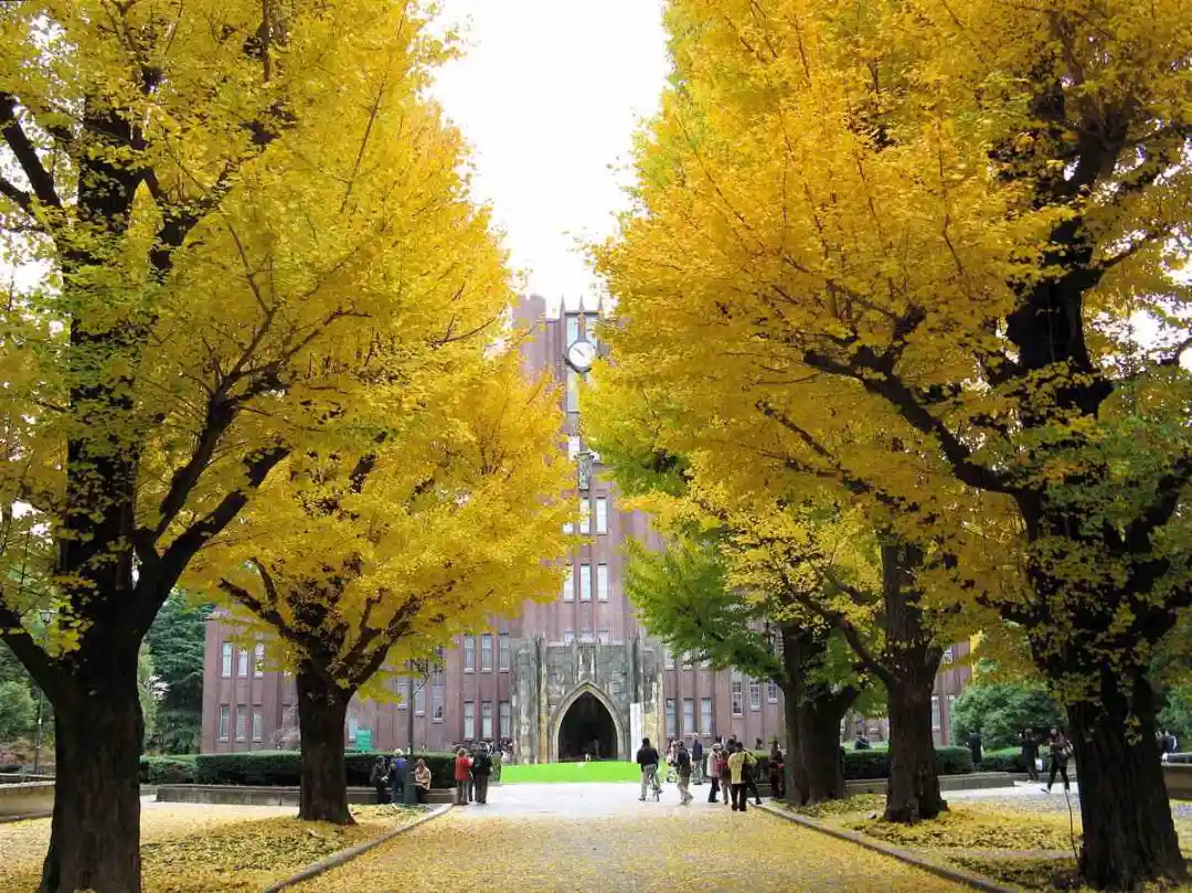 东京大学、京都大学、大阪大学、东北大学、名古屋大学、北海道大学