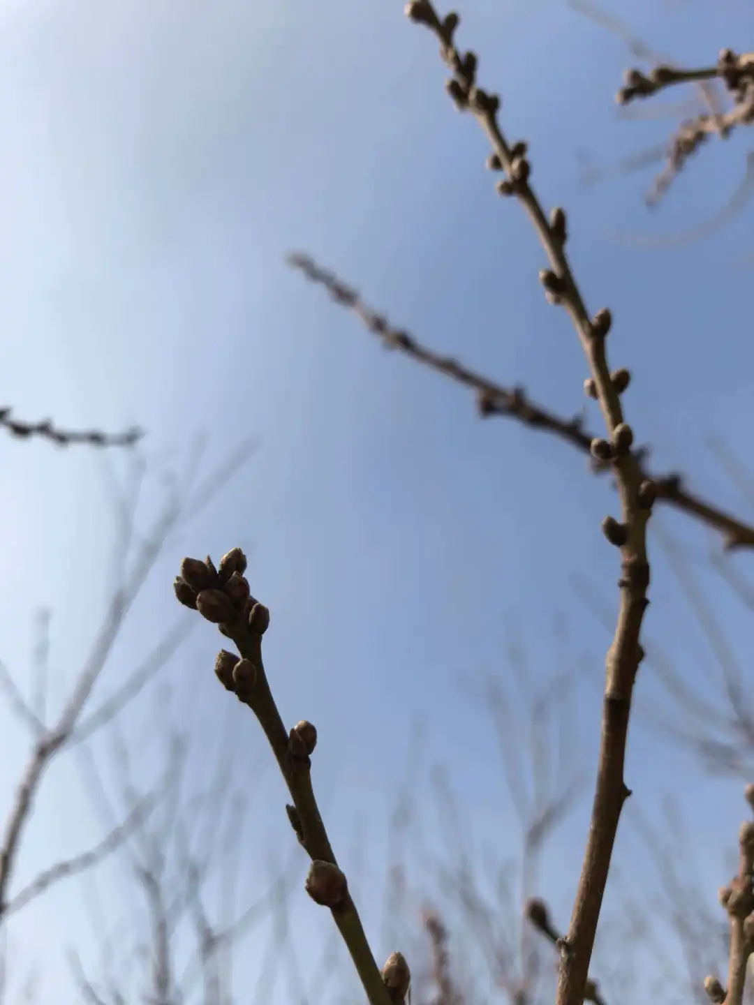 龚自珍《病梅馆记》深度解析:托物言志,呐喊个性解放与人才觉醒