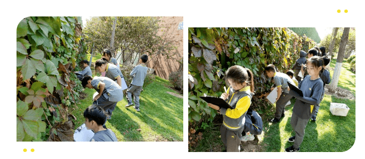 朝阳凯文学校的园艺科学项目(Gardening project