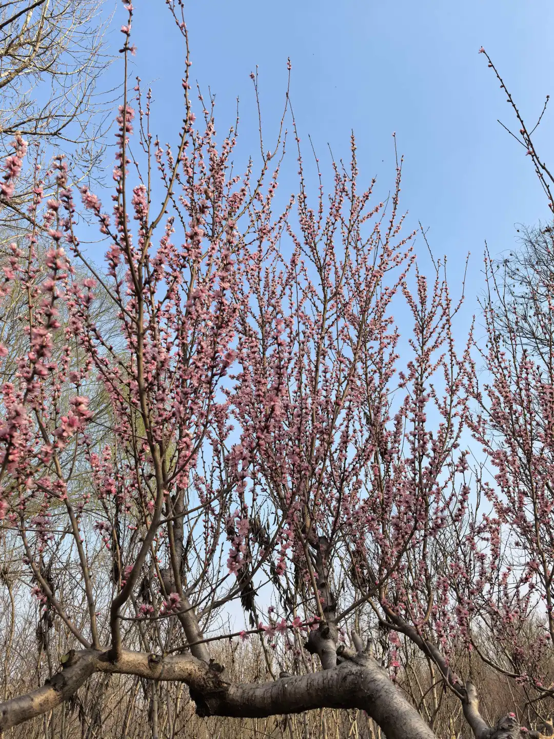 龚自珍 购病梅、疗之、纵之顺之、毁盆解缚 的行为