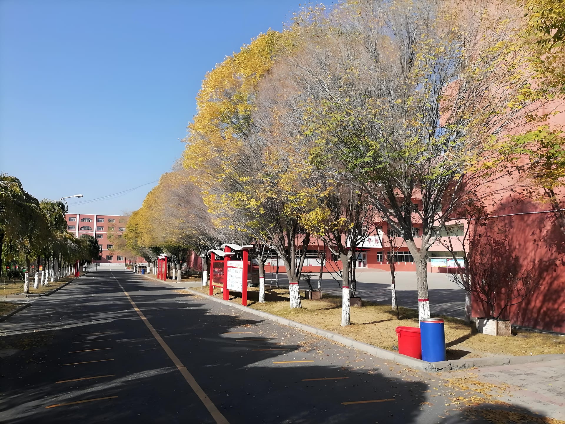 新疆众志国际学校绿化