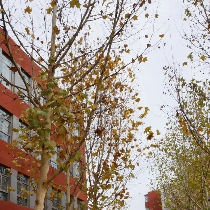 申请艺术方向的同学也获得了罗德岛设计学院、帕森斯设计学院(图 2)